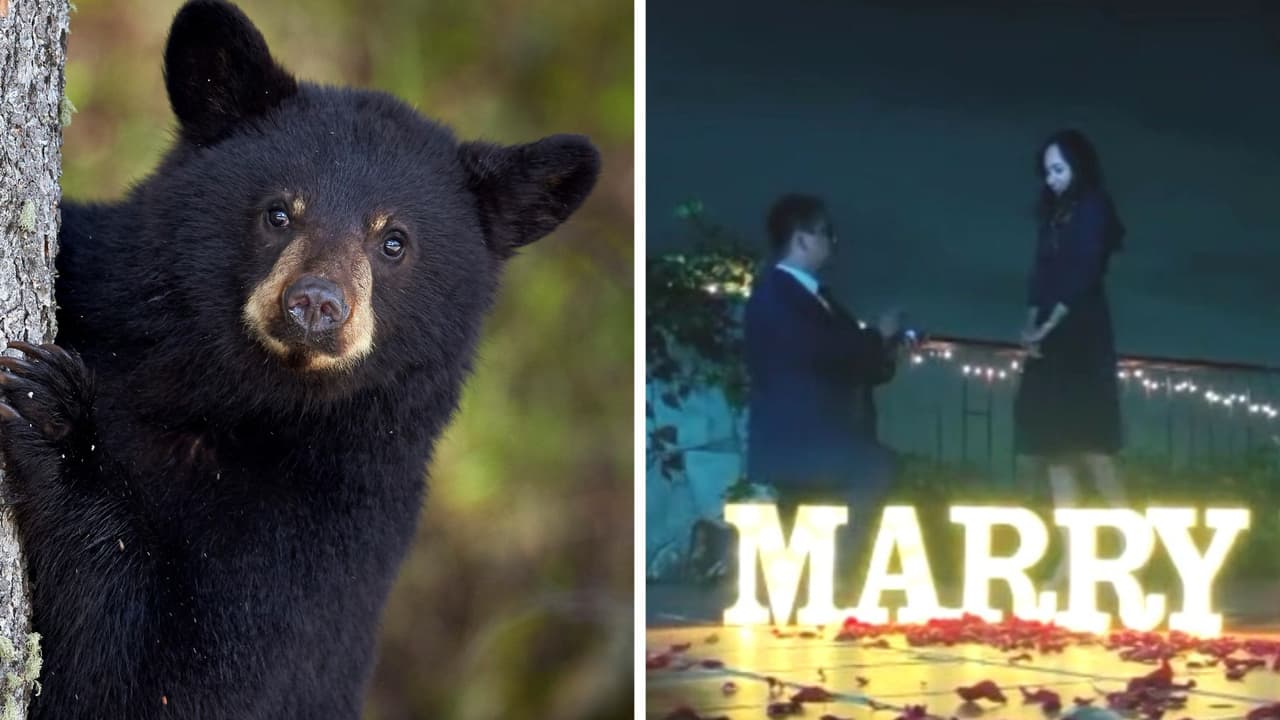 Oso salvaje interrumpe propuesta de matrimonio y la reacción de los novios se hizo viral