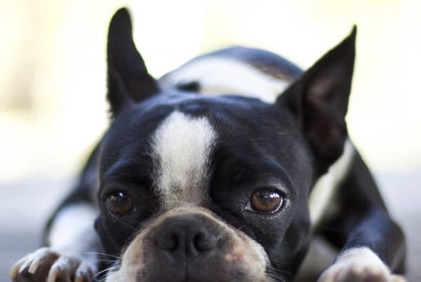 Sus ojos grandes son llamativos, pero también necesitan de protección, ya que es más sencillo que el sol y el polvo los lastime.
