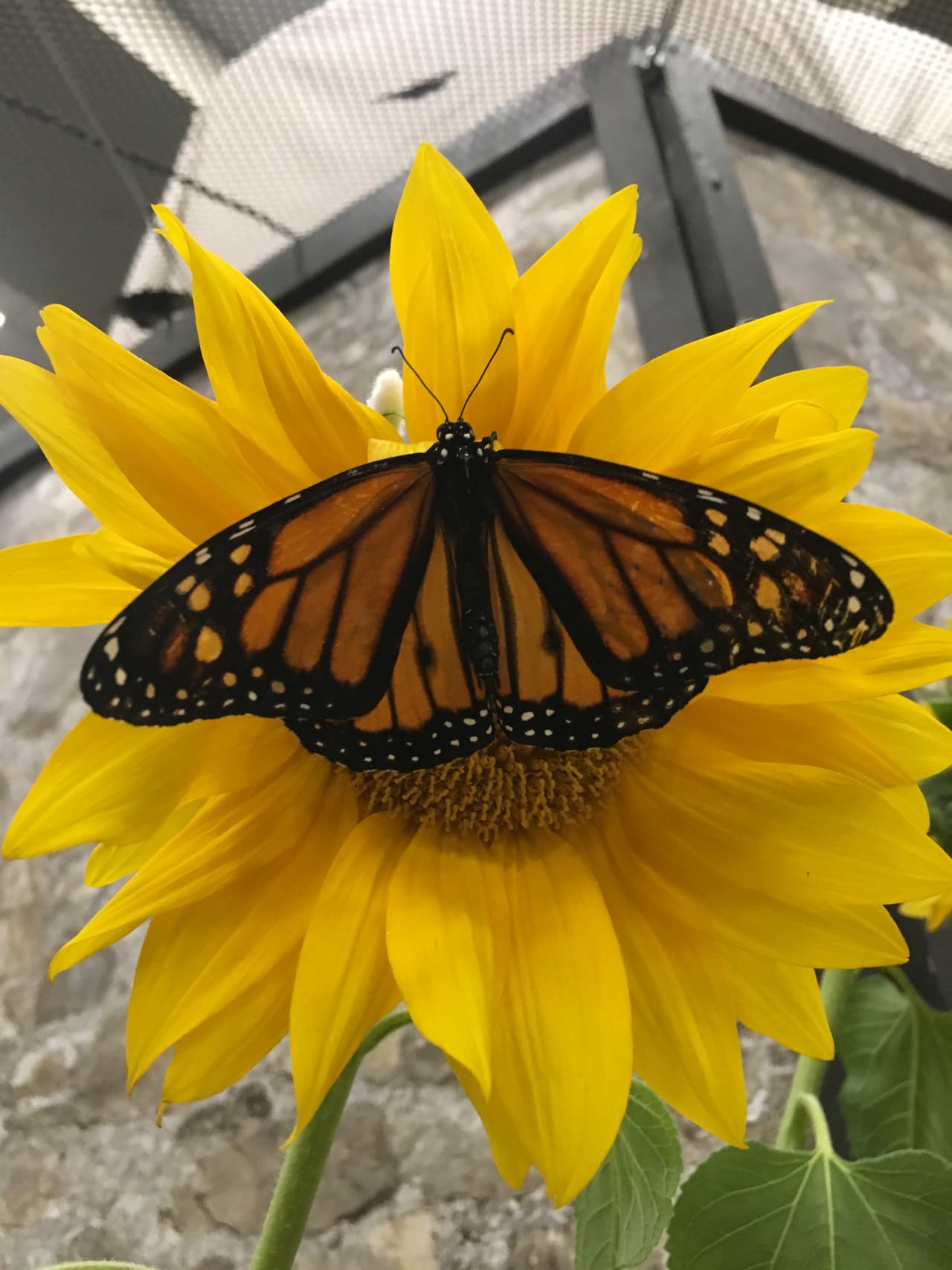 ¡Gracias por tanto, Mamá! 
<br>