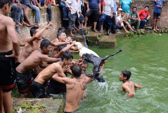 Nepaleses se aferran a una cabra en un antiguo ritual anual festival hindú en el pueblo de Khokana, en las afueras de Katmandú.
