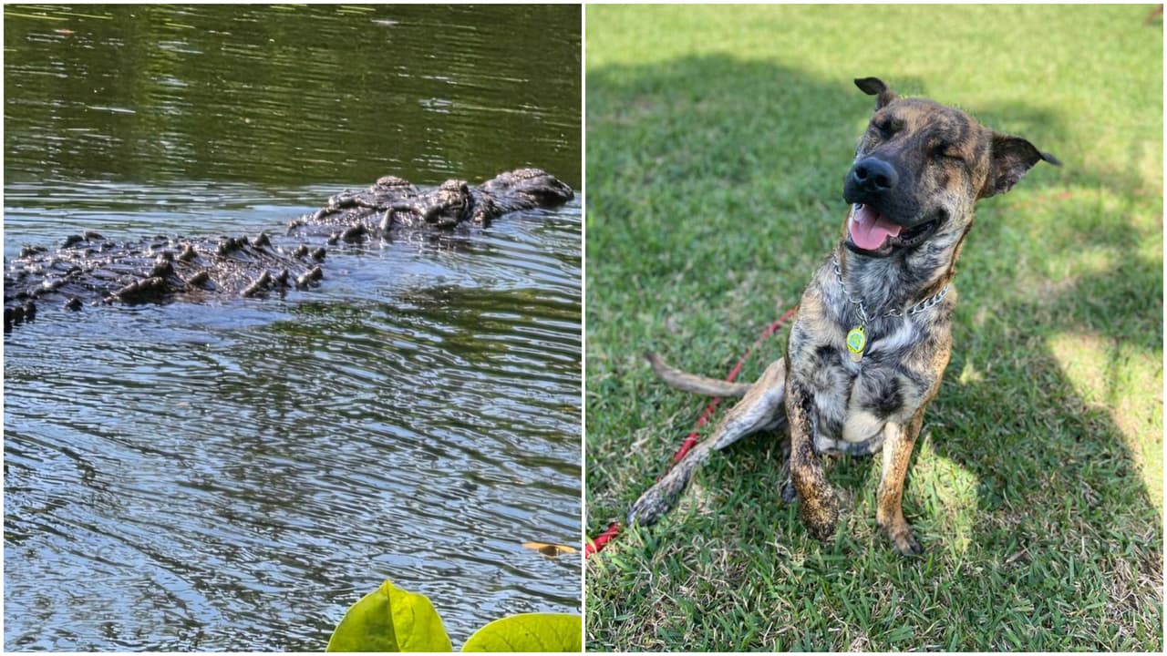Cocodrilo ataca y mata a un perro en South Miami: policía pide extrema precaución