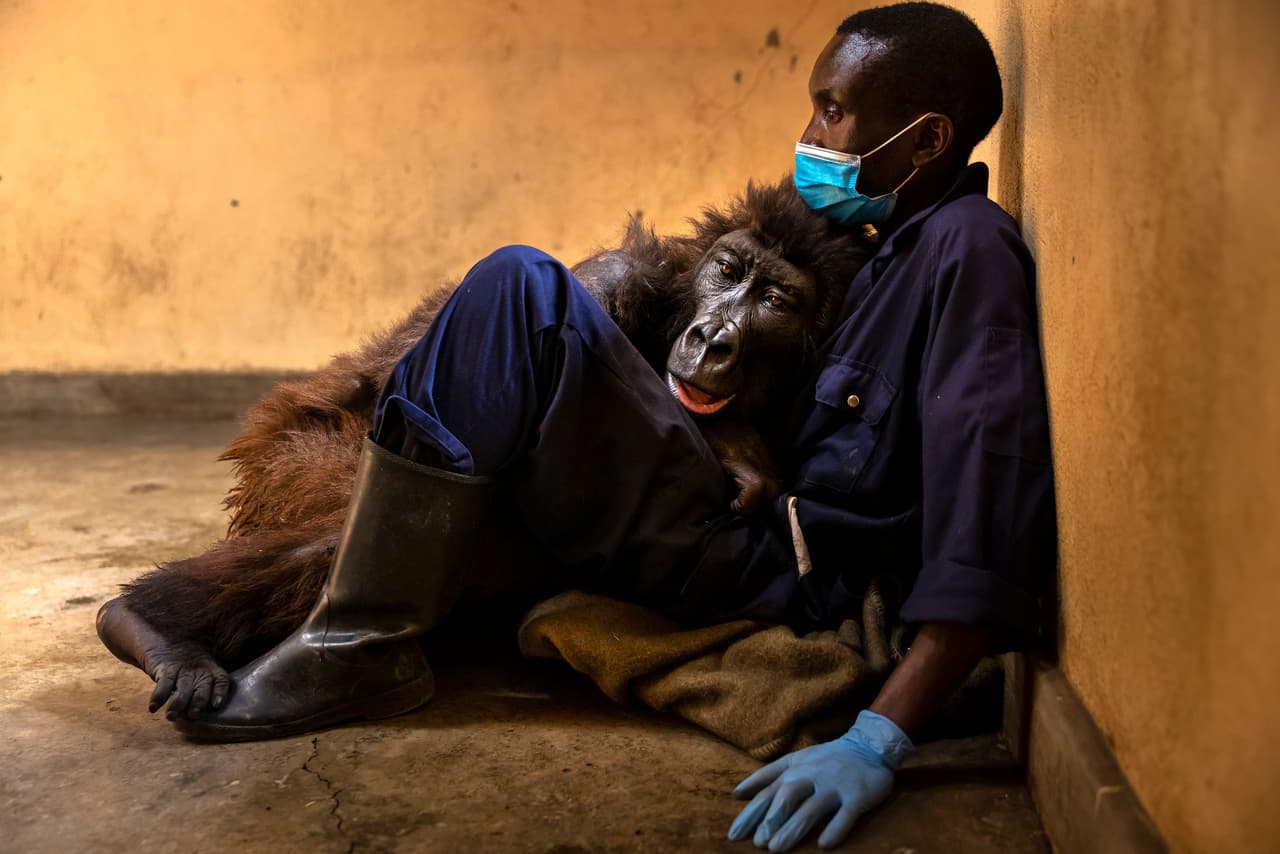 <b>Una gorila que murió en brazos de su cuidador</b>
<br>
<br>La gorila de montaña Ndakasi fue criada por Andre Bauma en un orfanato de gorilas en Virunga, República Democrática del Congo, el único establecimiento de este tipo en el mundo. 
<br>
<br>Bauma había rescatado a Ndakasi cuando tenía dos meses en 2007, después de que unos cazadores furtivos mataran a sus padres. La fotografía fue tomada el 21 de septiembre, unos días antes de morir abrazada a Bauma 
<a href="https://www.univision.com/noticias/la-gorila-que-se-hizo-viral-al-tomarse-una-selfie-muere-en-los-brazos-de-su-cuidador-video"><u>después de una larga enfermedad</u></a>.