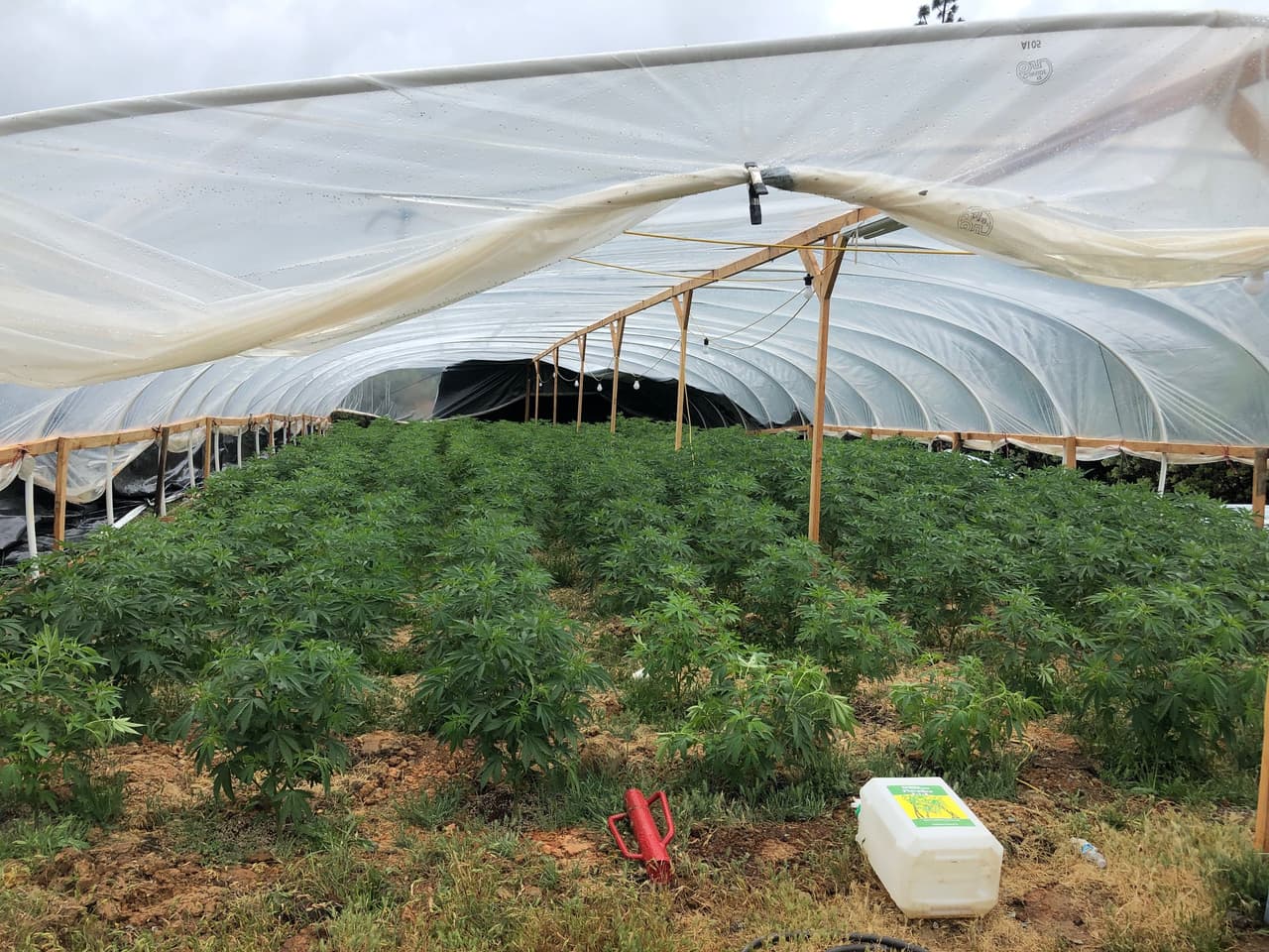 El equipo de control de marihuana del alguacil del condado Yuba junto con el Depto. de pesca y fauna silvestre de California realizaron un orden de cateo el 16 de mayo en un sitio ubicado en la cuadra 13000 de la calle McMenamin Way. Según el alguacil, el cultivo fue identificado el mes pasado durante una patrulla aérea rutinaria.