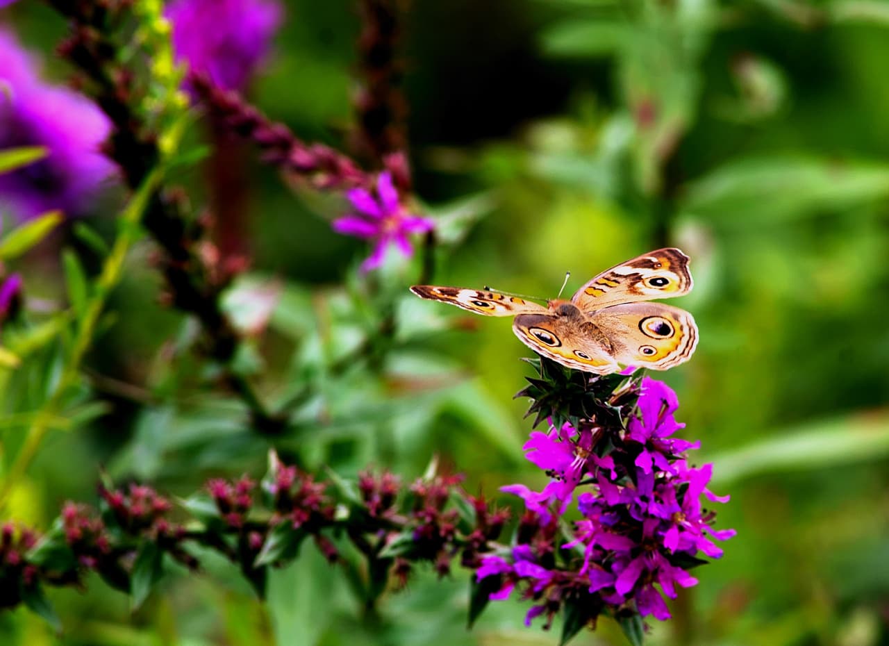 En lo alto de una colina con vista a Hersheypark se encuentran los Hershey Gardens de 23 acres. Puedes explorar cinco jardines temáticos llenos de belleza botánica.