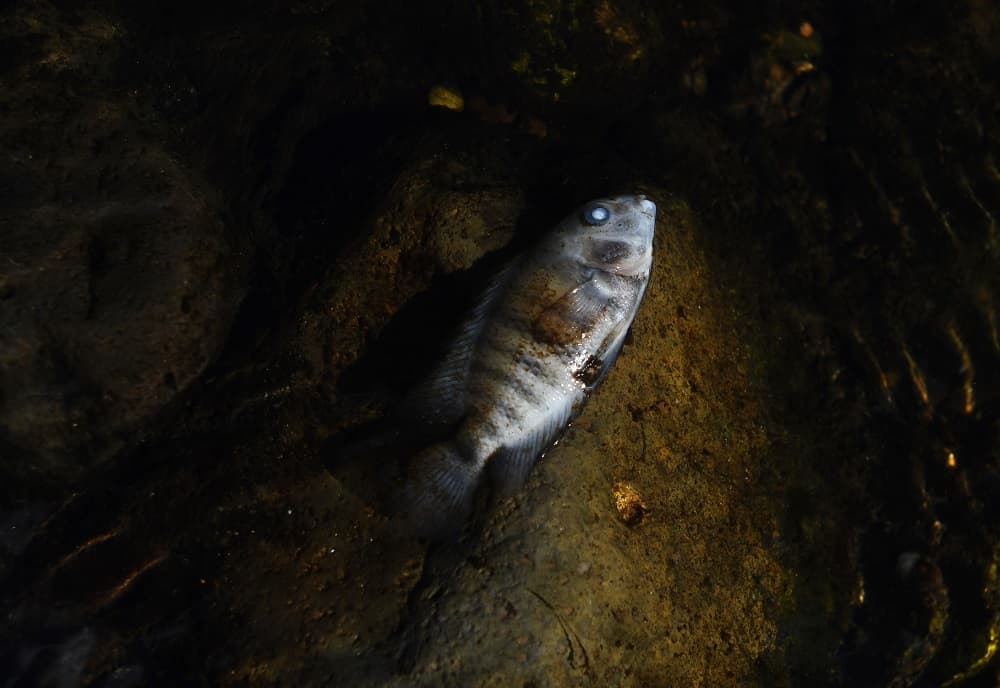 Estudios de la Universidad San Carlos, en Guatemala, han puesto de manifiesto que el Lempa está contaminado en forma permanente. Sin embargo, la situación empeora durante la cosecha de café.