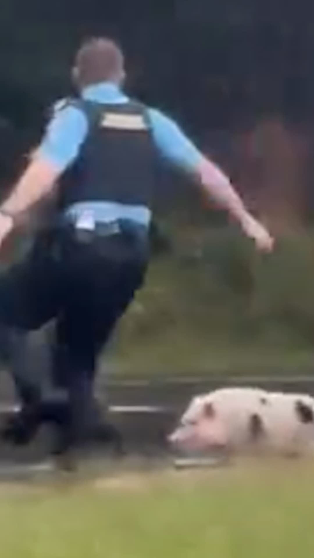Policías persiguen a un cerdito en Virginia