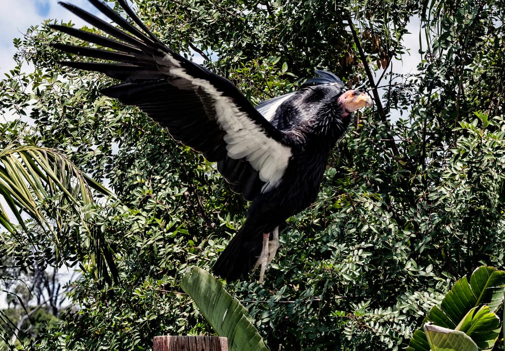 En lo que va de 2023, al menos 20 cóndores de California han muerto a causa del virus.