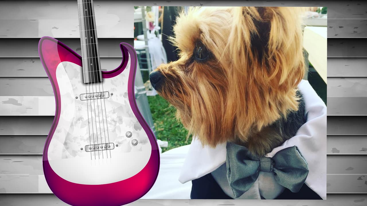 El perrito de Diana Reyes es toda una monería. Este yorkshire terrier tiene su propia cuenta de Instagram (@soyjalapeno) y acompaña a la cantante a todas partes. Aunque aún no cuenta con muchos seguidores, sólo unos 200, creemos que pronto tendrá star status. Isn't he the cutest?