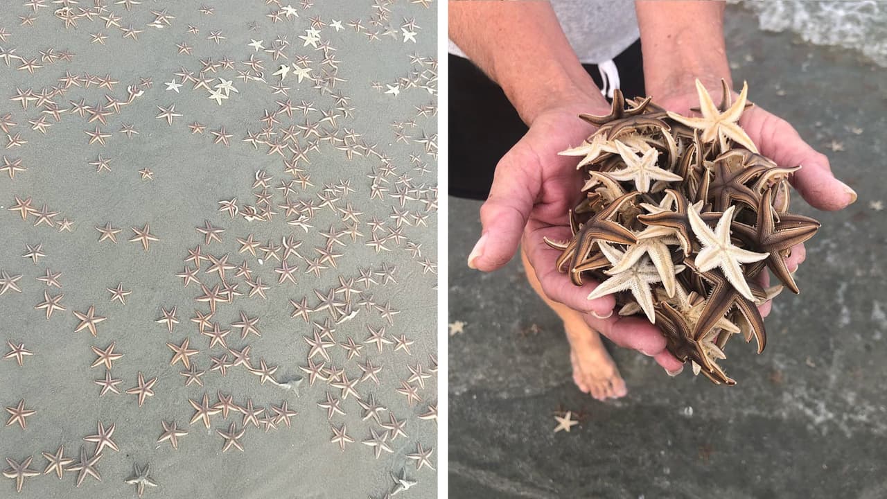 Miles de estrellas de mar invaden playa de Carolina del Sur