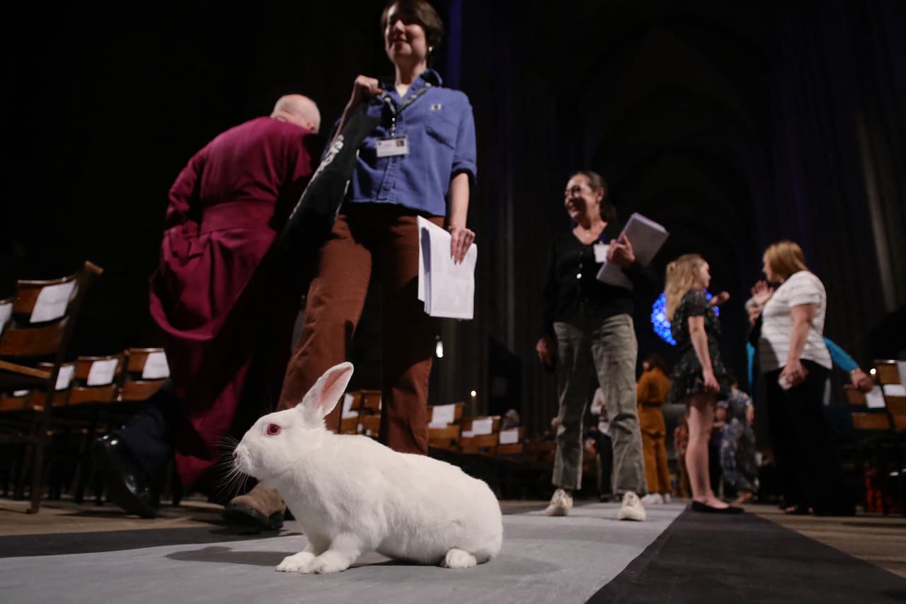 Un hermoso conejo blanco entre los asistentes.