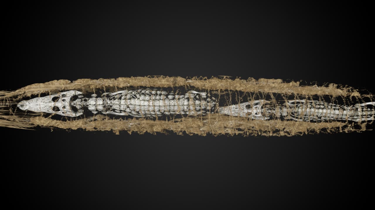 Un escáner 3D reveló las decenas de pequeños cocodrilos que había en el interior de la momia del cocodrilo que lleva desde 1928 en el Museo Nacional de Antigüedades de Holanda.