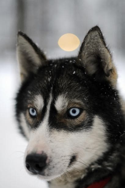 Husky siberiano: De apariencia imponente y elegante, el Husky es de talla mediana y muy ligero para realizar actividades deportivas y de trabajo. Es inteligente, aprende rápido con un buen líder, también es amoroso y le gusta que lo apapachen.