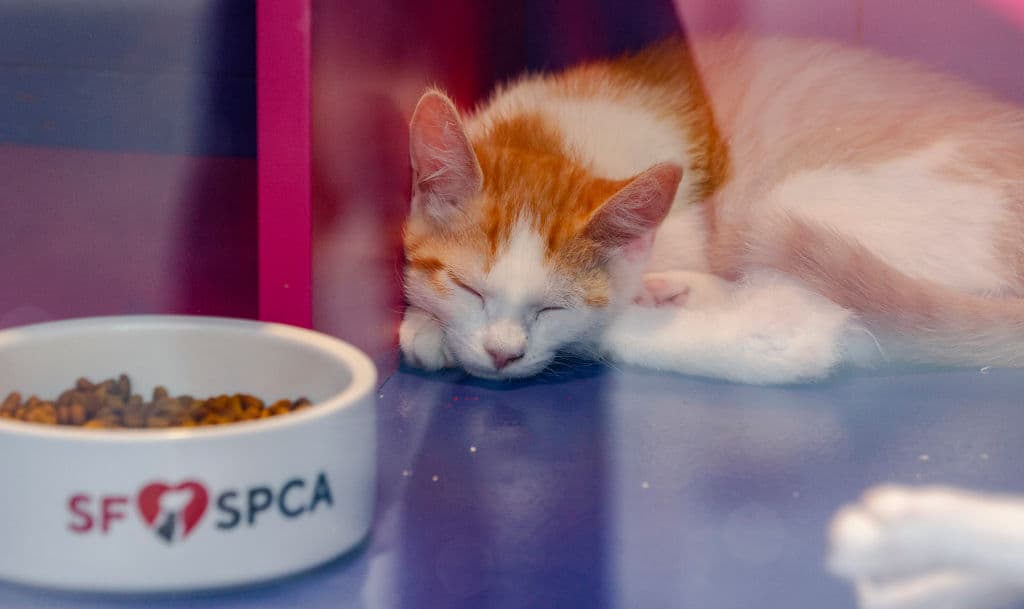 En el evento anual Holiday Windows en Macy's en Union Square, San Francisco, se lleva a cabo una exhibición de perros y gatos de San Francisco SPCA en los escaparates.