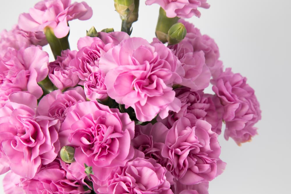 Aquellos que tengan alergias o irritaciones en la piel pueden usar compresas o cataplasmas de clavel para promover la cicatrización, regeneración de piel o aliviar erupciones y otras dolencias.