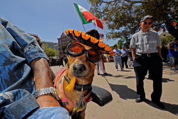 Además promueve su ciudado, como llevarlos cada seis meses al veterinario, vacunarlos, esterilizarlos y por ningún motivo abandonarlos en las calles.