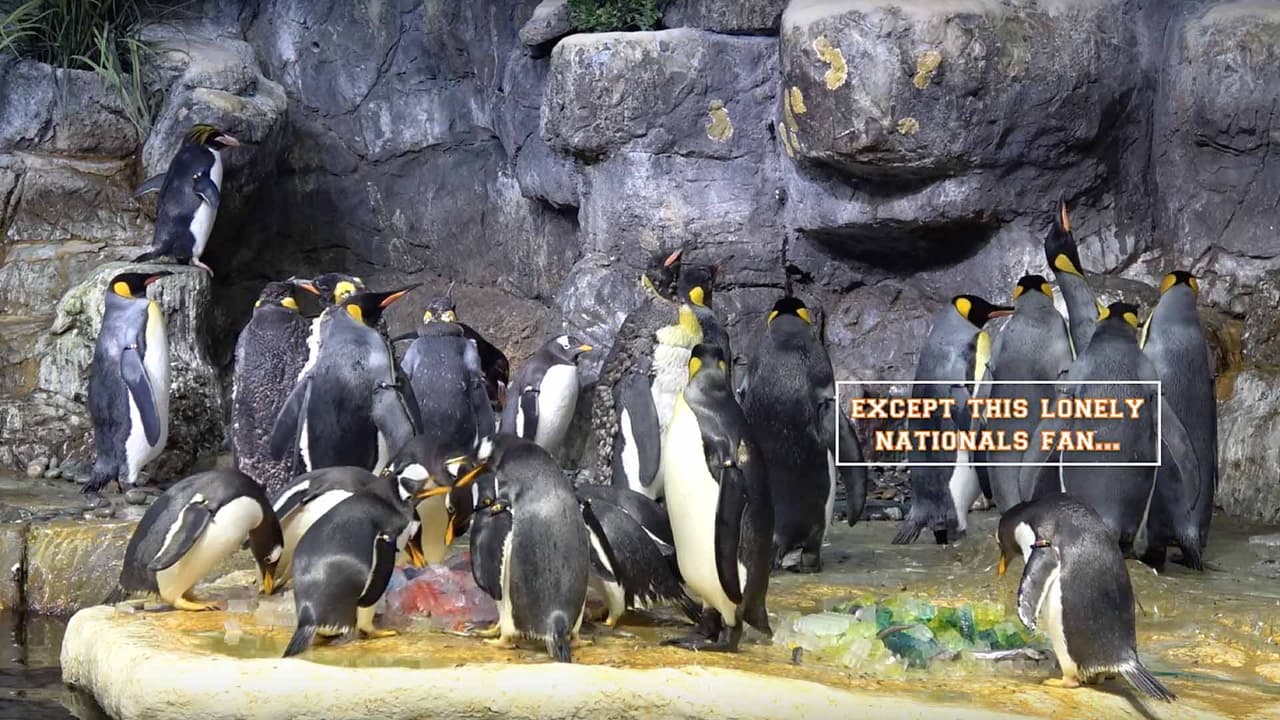 Solamente un pingüino decidió comer los peces del lado derecho, el de los Nacionales.