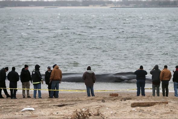 Personal policial y de los bomberos se han dirigido a la playa situada en Rockaways (Queens) y han comenzado a rociar al animal para mantenerlo con vida.