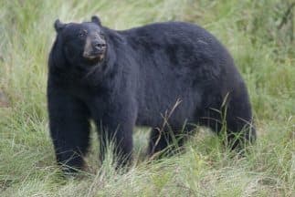 Un oso negro avistado en Plymouth Meeting provoca advertencia de seguridad y trampas