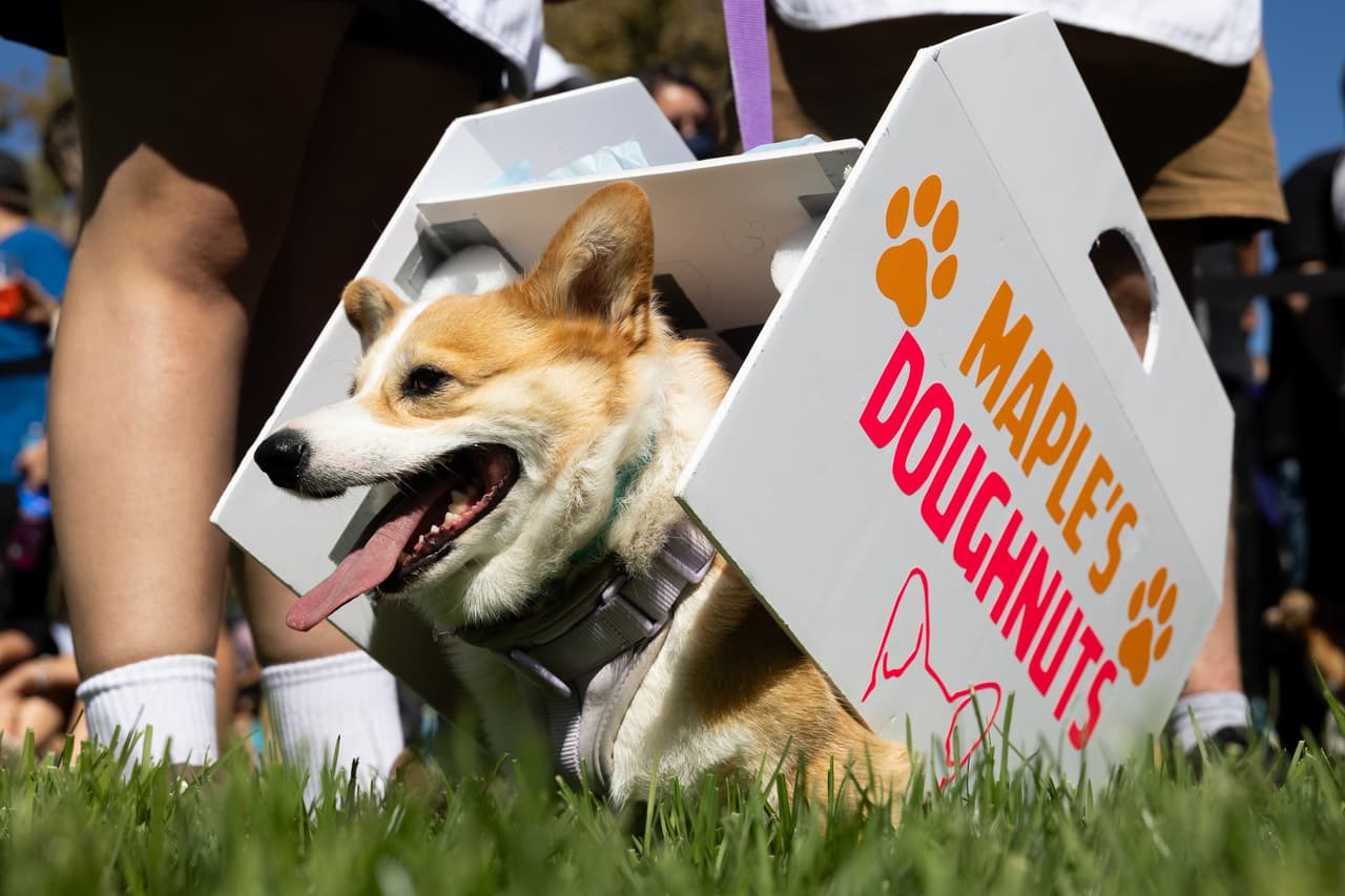 La dulce Maple se disfraza de caja de rosquillas para participar en el concurso de disfraces.