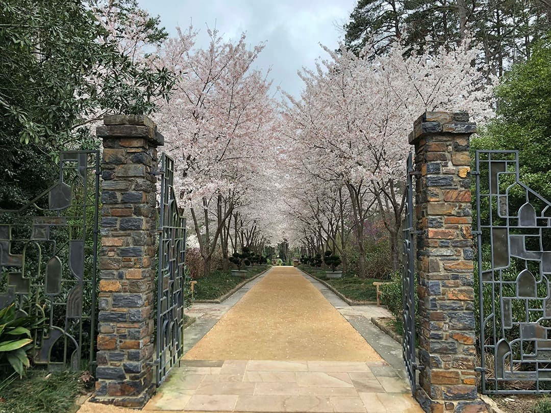 <b><a href="https://gardens.duke.edu/">Sarah P. Duke Gardens (Durham)</a></b>: Llamados así por uno de los benefactores de la Universidad de Duke, los Jardines Sarah P. Duke en Durham están ubicados en el campus de la famosa escuela y consisten en más de 50 acres de áreas boscosas y ajardinadas. La propiedad cuenta con varios jardines, incluido el Jardín de plantas nativas Blomquist, un jardín de seis acres y medio con más de 900 especies de plantas nativas de Carolina del Norte, los Jardines del centro Doris Duke, un área relajante y hermosa con flores blancas, un estanque tranquilo y un jardín de descubrimiento y los jardines históricos que cuentan con una piscina de peces y una pérgola.