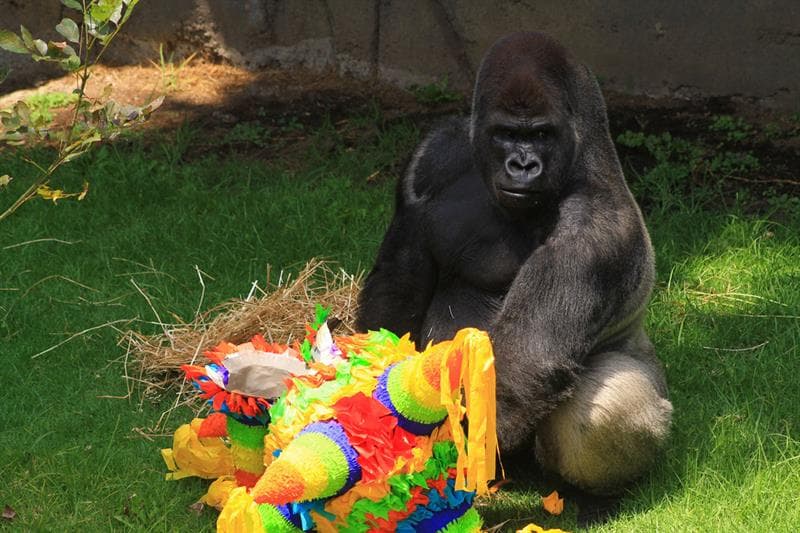 Investigan por qué desmembraron al gorila Bantú durante necropsia