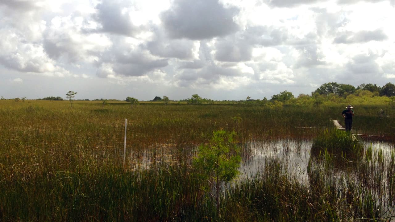 <br>Ciénaga de hierba juncia en el Parque Nacional Everglades.