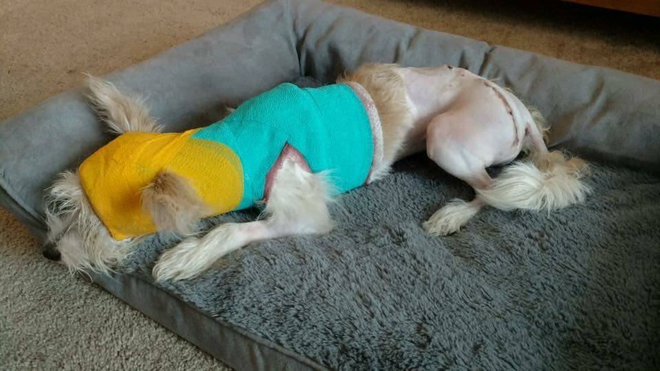 El dueño de la organización Chicago Wolves ayudó a pagar gran parte de los gastos médicos y el centro de especialidades veterinarias, donde Callie fue sometida a una cirugía, también ayudaron a cubrir los gatos.