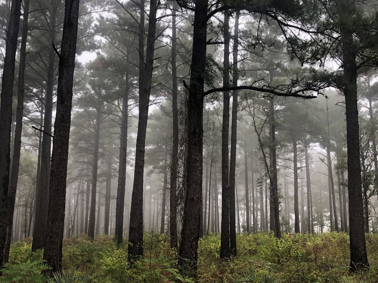 Si deseas puedes pasar un día en familia o alquilar uno de sus campamentos para todo el fin de semana. 
<br>