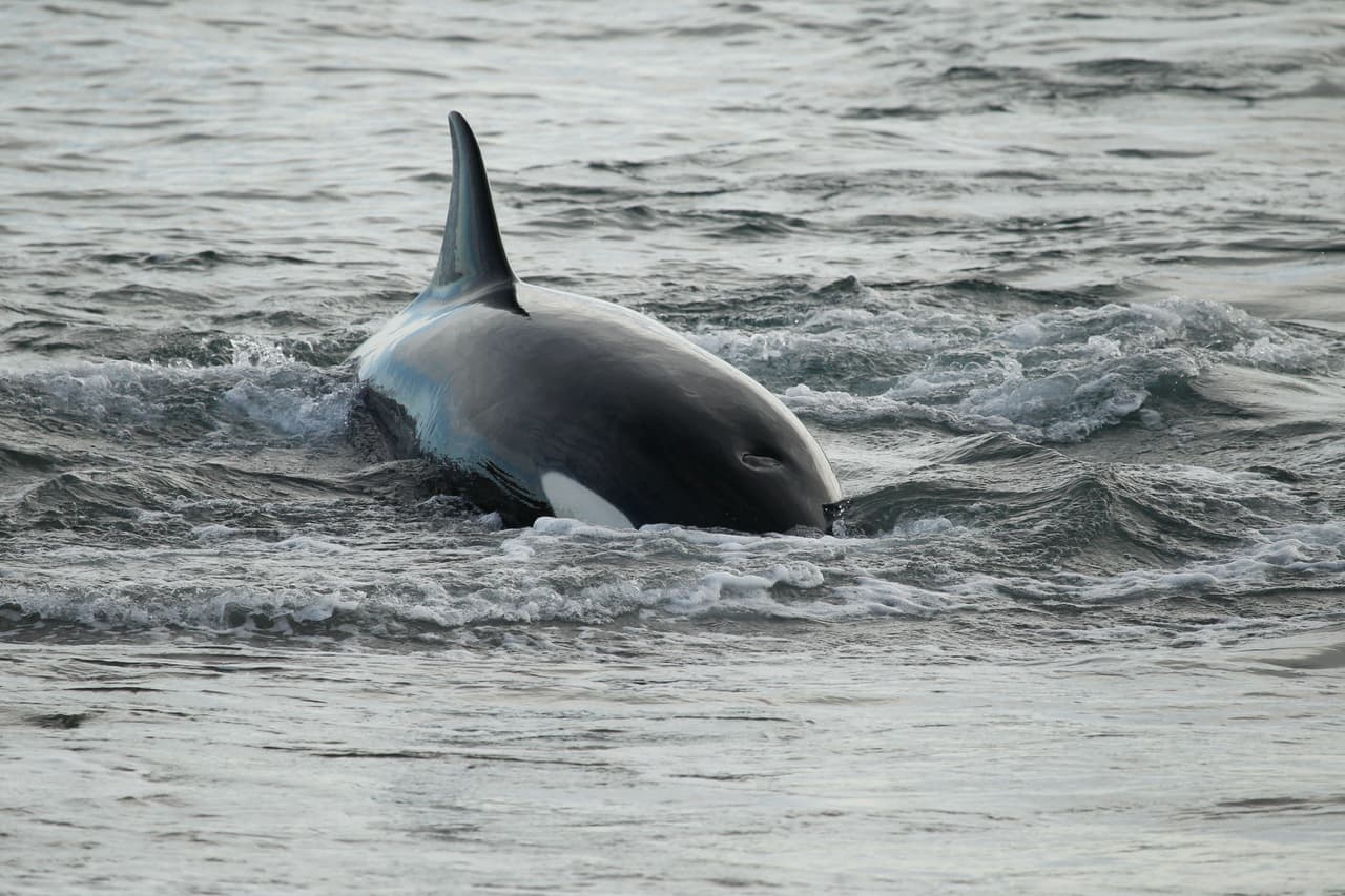 Son cazadores ávidos: se alimentan de una gran diversidad de presas que incluye peces, focas, lobos marinos e incluso algunas ballenas. De hecho, por la caza de estos últimos es que derivó su errado nombre común de ballenas asesinas… es que en realidad son ‘asesinas’ de ballenas.