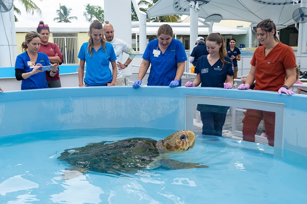 Múltiples cirugías y una aleta amputada, ahora esta tortuga marina continúa su rehabilitación en Juno Beach