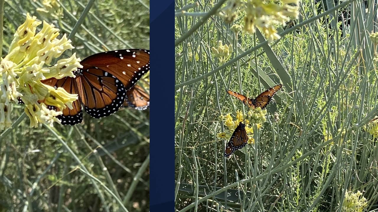 <i><b>Queen Butterflies</b></i> fueron captados en cámara, sí parecen mariposas monarcas, pero no lo son.
<br>“Son mariposas increíblemente coloridas y, debido a su tamaño y color similares, puede ser difícil diferenciarlas de sus primas, la mariposa monarca”, aclara el Departamento de Parques y Recreación de Marana.
<br>