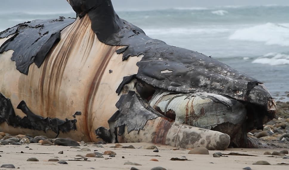 Ballena muerta quedó varada en las costas del sur de California