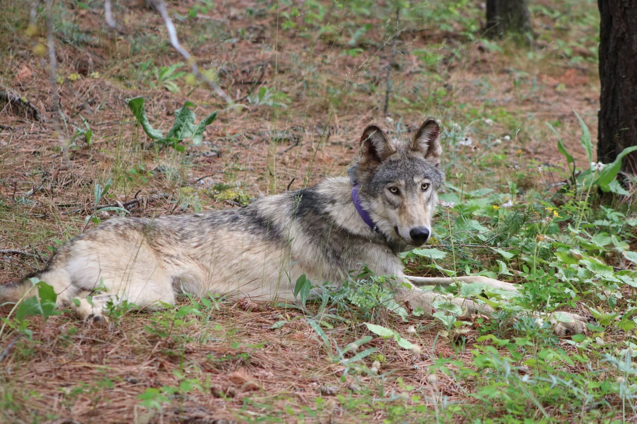Un lobo gris es visto en la zona de Yosemite por primera vez en más de 100 años
