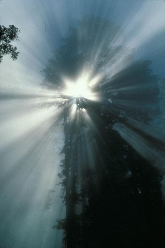 Pueden llegar a 
<b>medir más de 300 pies,</b> algunas secuoyas son tan altas que a veces sus cúpulas escapan de la vista humana. La secuoya más alta de todas fue descubierta en 2006 y bautizada Hyperion. Mide 379.7 pies de altura. Otros ejemplares notables se llaman Helios a 375.3 pies, Ícaro a 371.1 pies y Daedalus a 363.5 pies. 
<b>No se dice dónde están para evitar el vandalismo.</b>