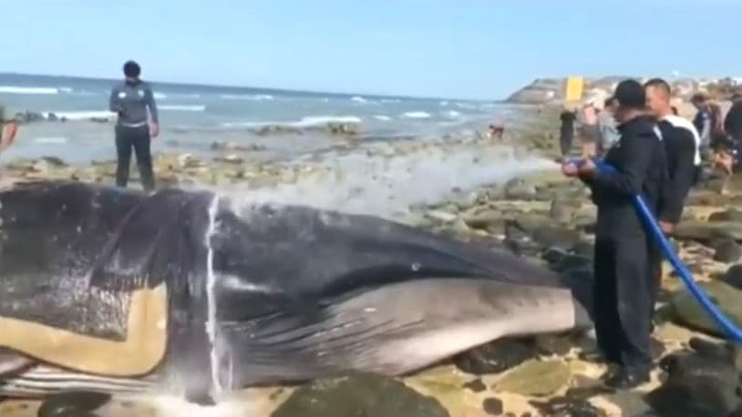 Héroes sin capa: 50 personas logran salvar a una ballena encallada en una playa mexicana