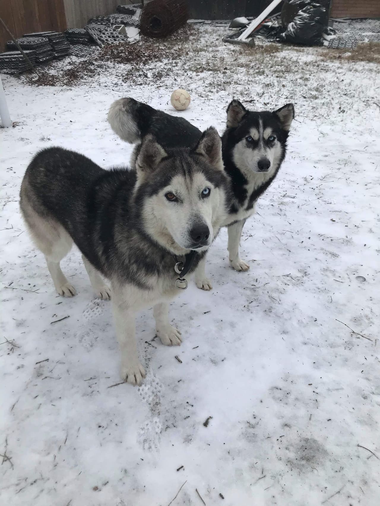Información que viene a reforzar la Asociación Americana de Productos para Mascotas con una encuesta que revela que a finales de 2020, el 10% de los encuestados indicaron que habían adquirido una nueva mascota como resultado de la pandemia, lo que representaría, según ellos, más de 12 millones de hogares. 
<br>