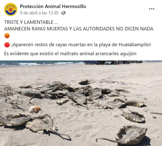 La situación se agravó después de que comenzaron a aparecer rayas muertas en la playa de Huatabampito.