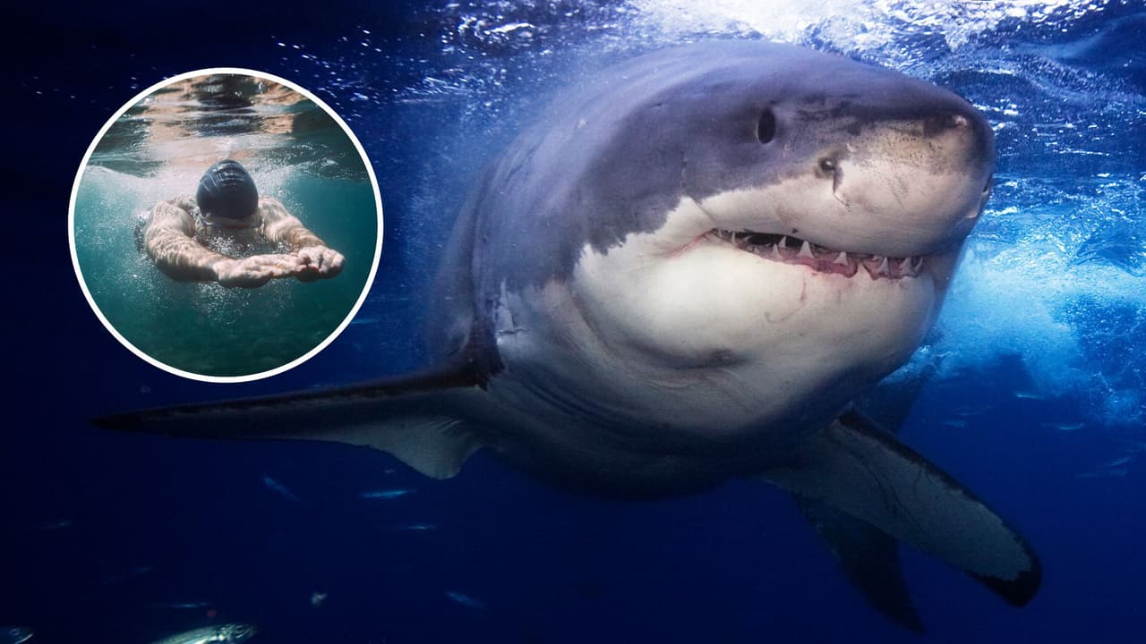 Ataque de tiburón en Point Reyes: labores de rescate por nadador desaparecido