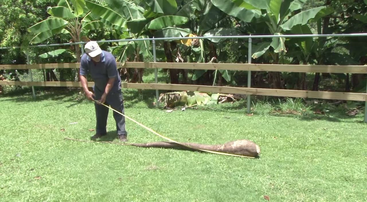 Agricultor de Moca cosecha yuca de 35 libras