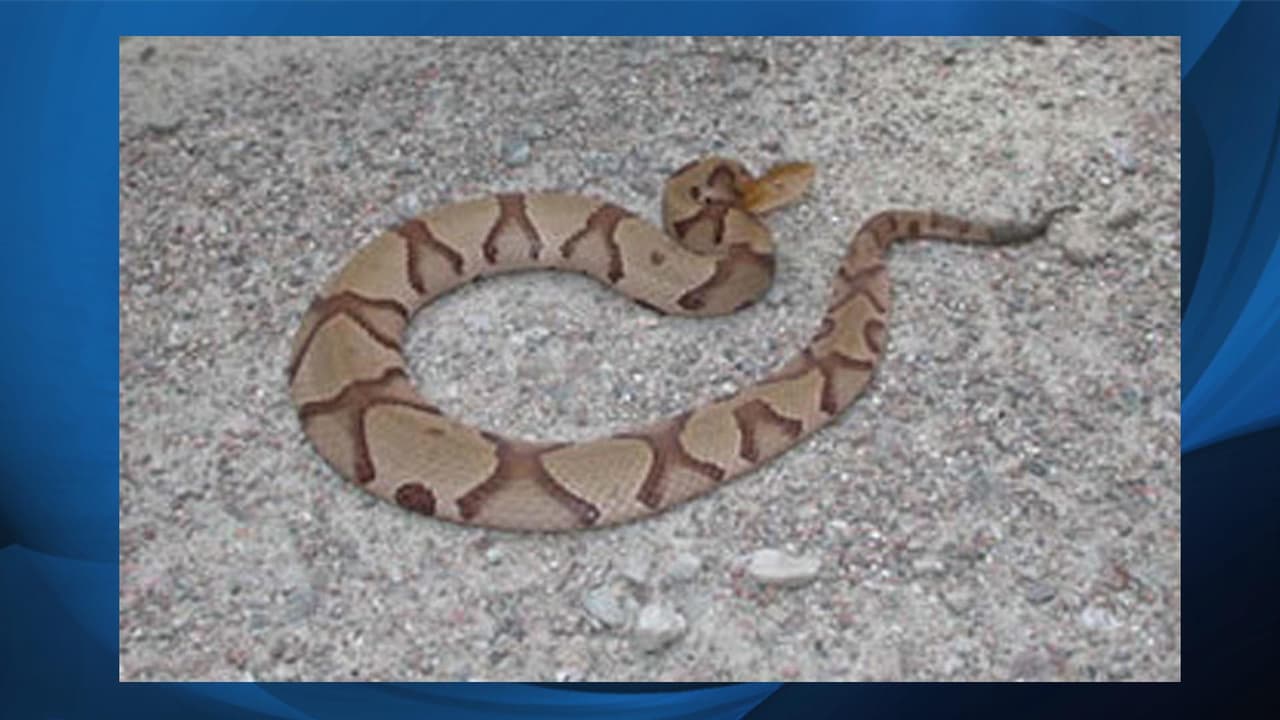 <b>Copperhead (<i>Agkistrodon contortrix</i>).</b> Miden entre 24 y 40 pulgadas, son pesadas y tienen cabezas grandes triangulares con pupilas elípticas (ojos de gato). El cuerpo es de color canela a marrón con bandas oscuras en forma de reloj de arena a lo largo del cuerpo. Los que están cerca de la costa a menudo tienen bandas cruzadas que se rompen en el centro de la espalda. La cabeza es marrón sólida, y hay dos pequeños puntos en el centro de la parte superior de la cabeza. Las jóvenes se parecen a las adultas pero tienen una punta de cola amarilla brillante.