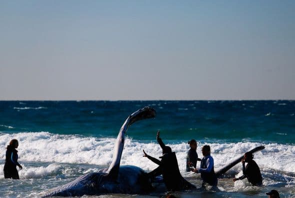 Incluso sus pulmones pueden quedar aplastados por su gran peso provocándoles la muerte