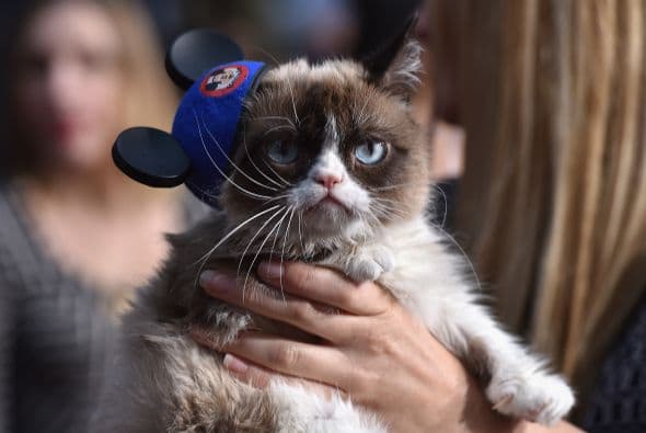 Una celebridad arizonense captó la atención de las cámaras durante la alfombra roja del estreno de la película de Disney "Cinderella". Sin embargo, no se trata de un actor, músico o atleta, sino del famoso Grumpy Cat, quien cautivó a más de uno con su carita de enojado. Hasta los cineastas de "Frozen" se tomaron una foto con el felino. Aunque parece molesto, al parecer al gatico le gustan las cámaras porque estuvo muy tranquilo mientras explotaban las luces de los fotógrafos.