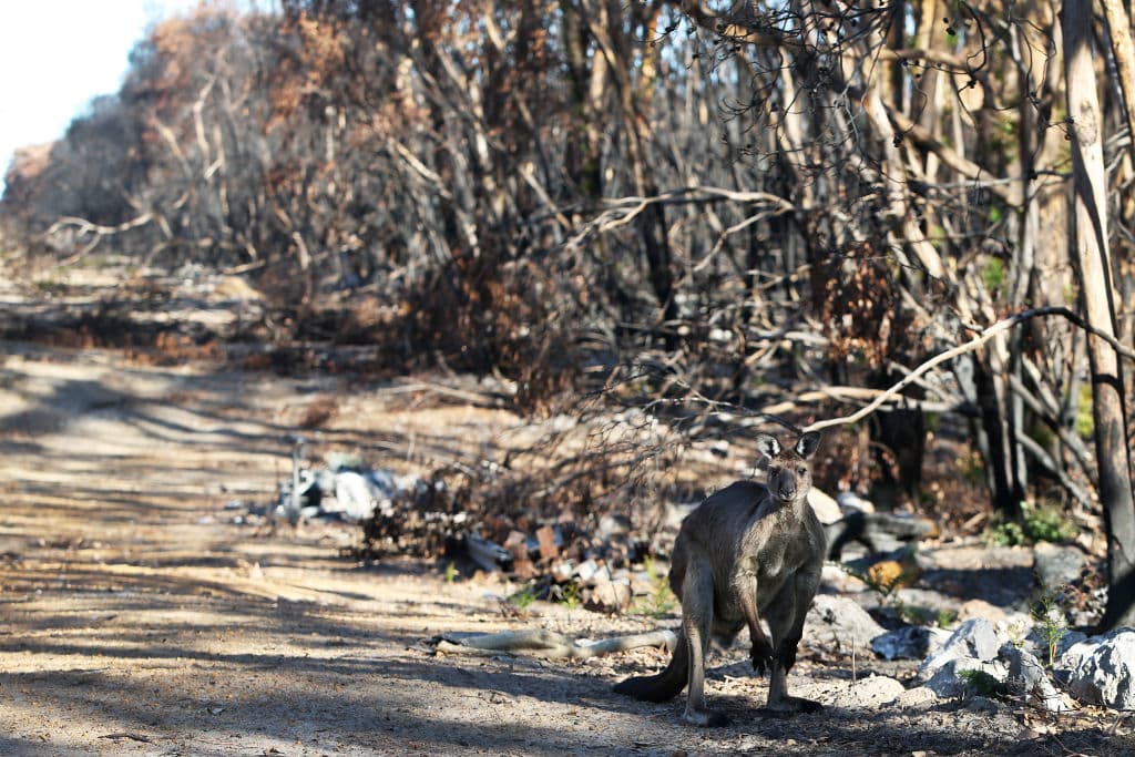 Hasta finales de enero, luego de aproximadamente seis meses de arder en llamas, el mundo evidenció el fin de los incendios que destruyeron cerca de seis millones de hectáreas en Australia, causando enormes daños en la flora y la fauna