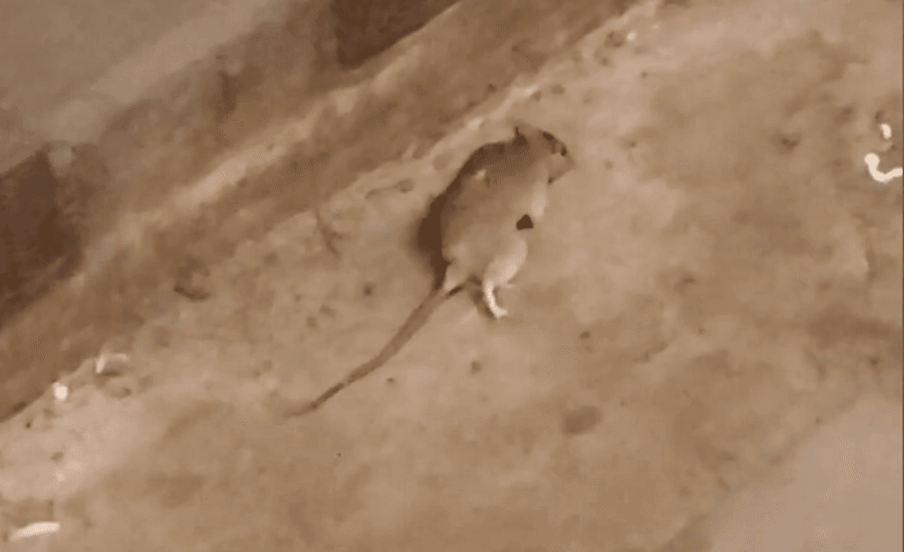 Crisis grave de ratas obliga a concejo de la ciudad a proponer leyes para mitigar problema.