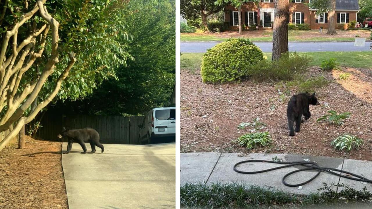 Avistamiento de oso negro