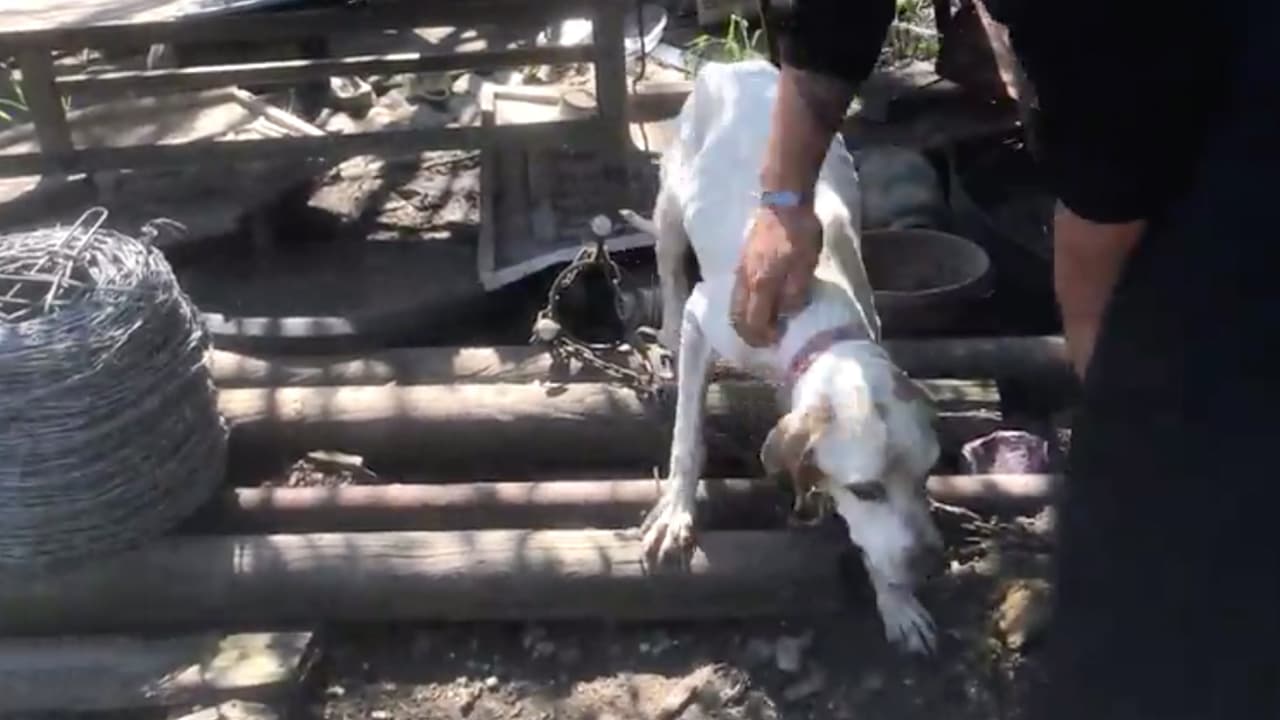 La
<b><a href="https://www.houstonspca.org/give/?utm_source=donor_dectectives&utm_medium=AdWords&utm_term=HSPCA&gclid=EAIaIQobChMI9fHS76mJ8gIVjQ4rCh3S4AAQEAAYASAAEgIvpvD_BwE" target="_blank">Sociedad Protectora de Animales de Houston</a></b> (SPCA) rescató a 22 perros que vivían en muy malas condiciones en un terreno lleno de escombros en
<b><a href="https://www.google.com/maps/place/Sealy,+TX+77474/@29.7613321,-96.2219678,12z/data=!3m1!4b1!4m5!3m4!1s0x8641442511d3cd0f:0xfcba72d46b4b047c!8m2!3d29.7807878!4d-96.1571833?hl=en" target="_blank">Sealy, Texas. </a></b>