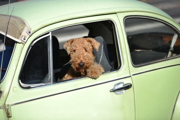 Un perro se asoma en un Volkswagen Beetle en Sydney.