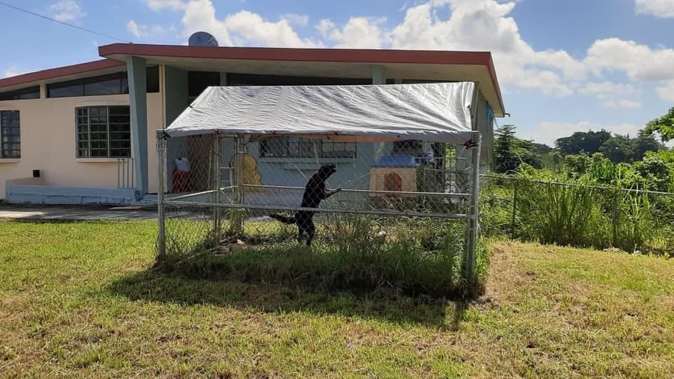 Una llamada de una pareja de Fajardo fue lo que hizo que la policía llegara a San Sebastián a ayudar a las mascotas.