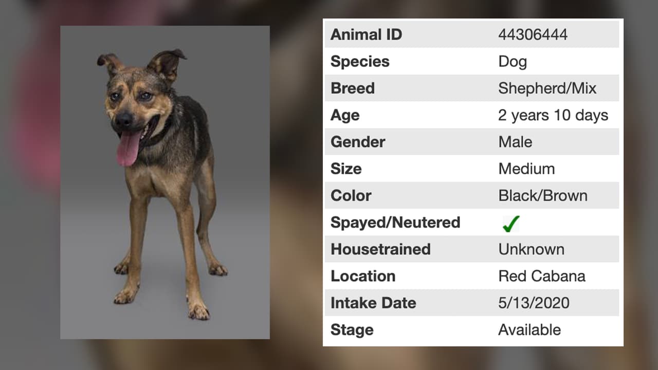 Finn también está disponible en adopción en Houston Humane Society, tiene 2 años.