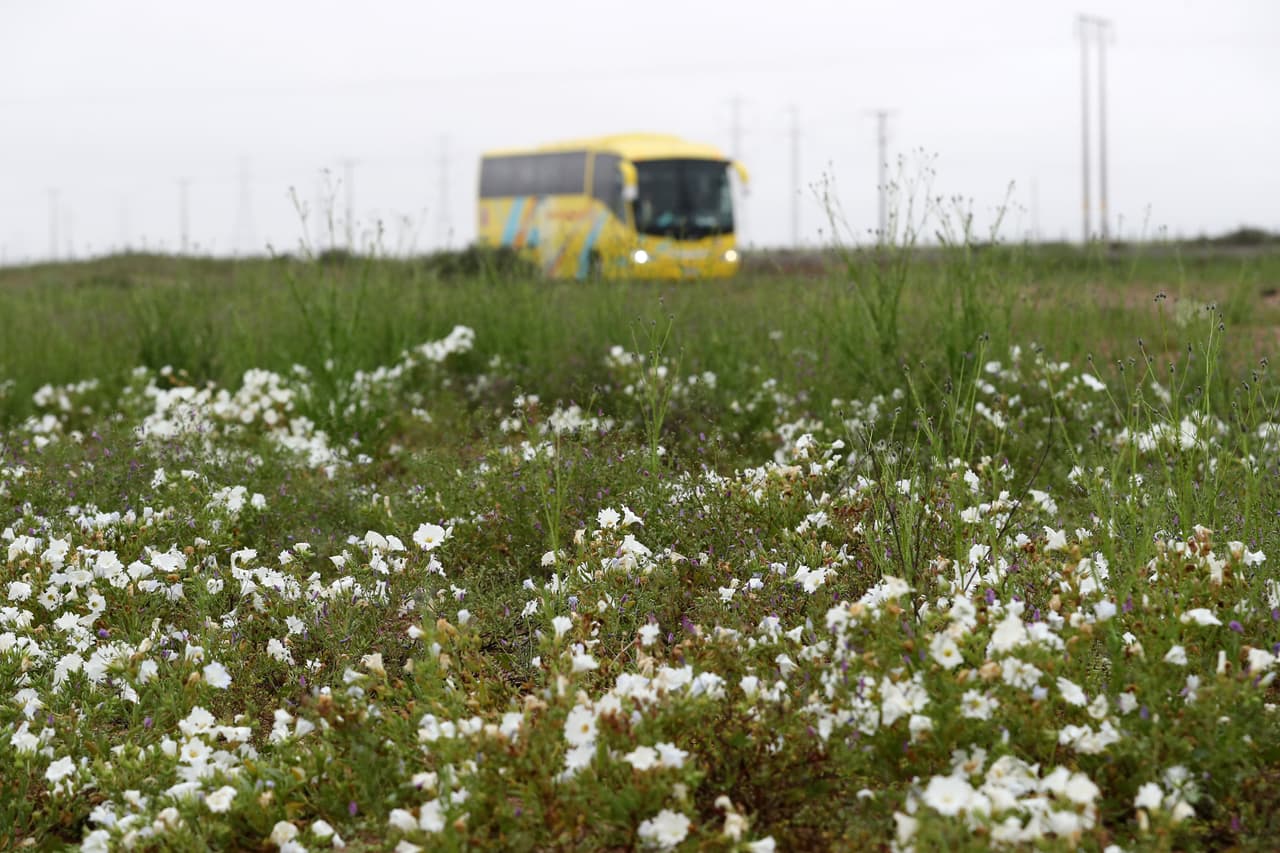 Durante la floración la superficie del desierto pasa por una variada gama de colores que van desde el amarillo, púrpura o blanco.